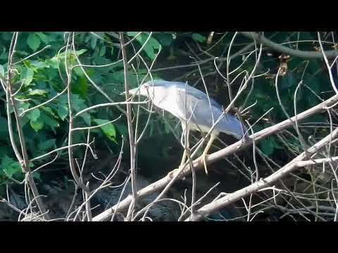 Black-Crowned Night Heron at Ranganathittu Bird Sanctuary Mysore | Karnataka Tourism