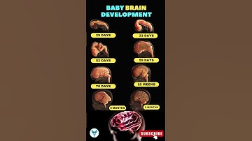 Baby Brain Development | A Look at Early Brain Development  #shortsfeed #pregnancy #brain