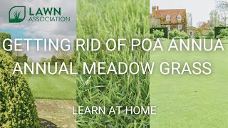 GETTING RID OF POA ANNUA | ANNUAL MEADOW GRASS | Lawn Association