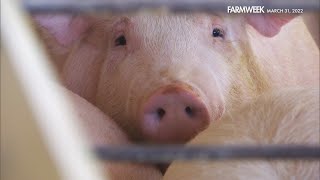 Farmweek | Pig Farm Pandemonium | March 31, 2022