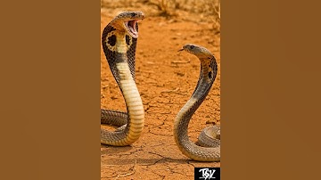 “Cobra vs Cobra: The Ultimate Battle for Survival!”