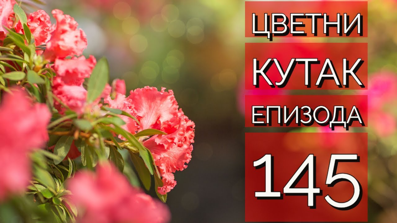 Cvetni kutak ep. 145 18.08.2022. Jakubinija, D. Švabić, Vlakča, rasadnik 