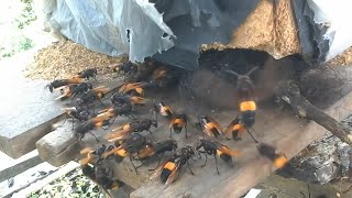 giant Asian hornet - Murder Hornet - hornet / Vespa tropica / asian giant hornet queen