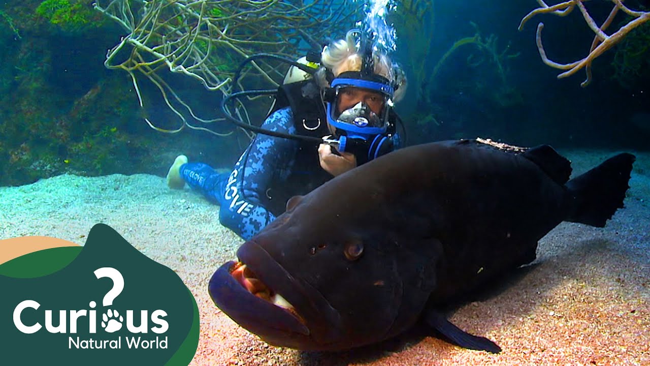 New Mid-Water Tagging Technique Put To The Test | FULL EPISODE | Ocean Vet | Curious?: Natural World