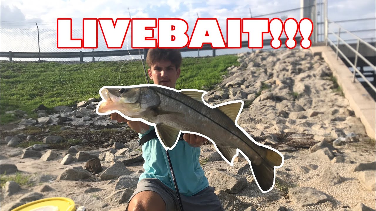 SPILLWAY FISHING WITH LIVE BAIT INSANE ACTION!! YouTube
