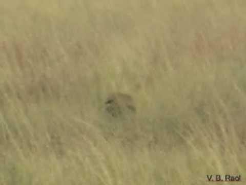 Great Indian Bustard Wildlife Sanctuary video