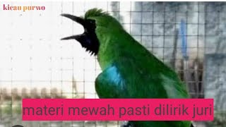 Download Lagu Pancingan Handal Cucak Ijo Gacor! Jitu Dalam Membuat Ijo Lain Cepat Naik Emosi Langsung Jamtro Emosi MP3