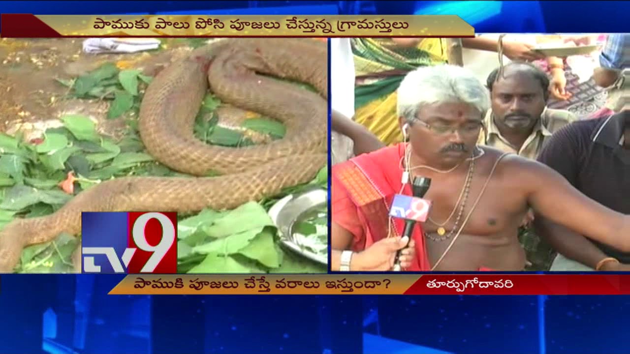 పాముకు గ్రామస్తుల పూజలు Snake worship in Kakinada TV9 YouTube
