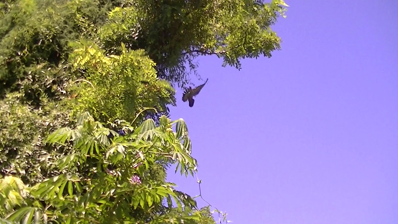 Filmadora JVC EVERIO FULL HD 40x