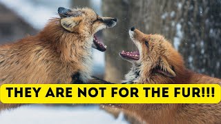 Basic facts about Foxes! Masters of Cunning! by Super Wise 210 views 3 months ago 5 minutes, 50 seconds