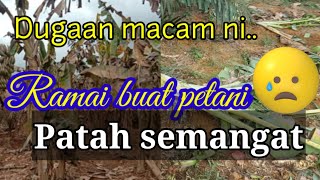 Dugaan berkebun.. 🥺🥺 kebun sekali lagi diceroboh.. hampir 2k pokok pisang musnah.