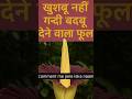गंदी बदबू करने वाला फूल, Herbalnuskhe