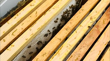 Techniques for getting foundations drawn and MORE honey in your supers!!— Frame spacing discussion