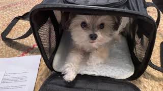 Sherpa travel pet carrier review!