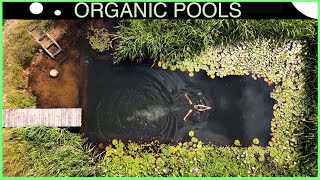 Organic Pools grow Even More Stunning  DIY Natural Pool 12 years on