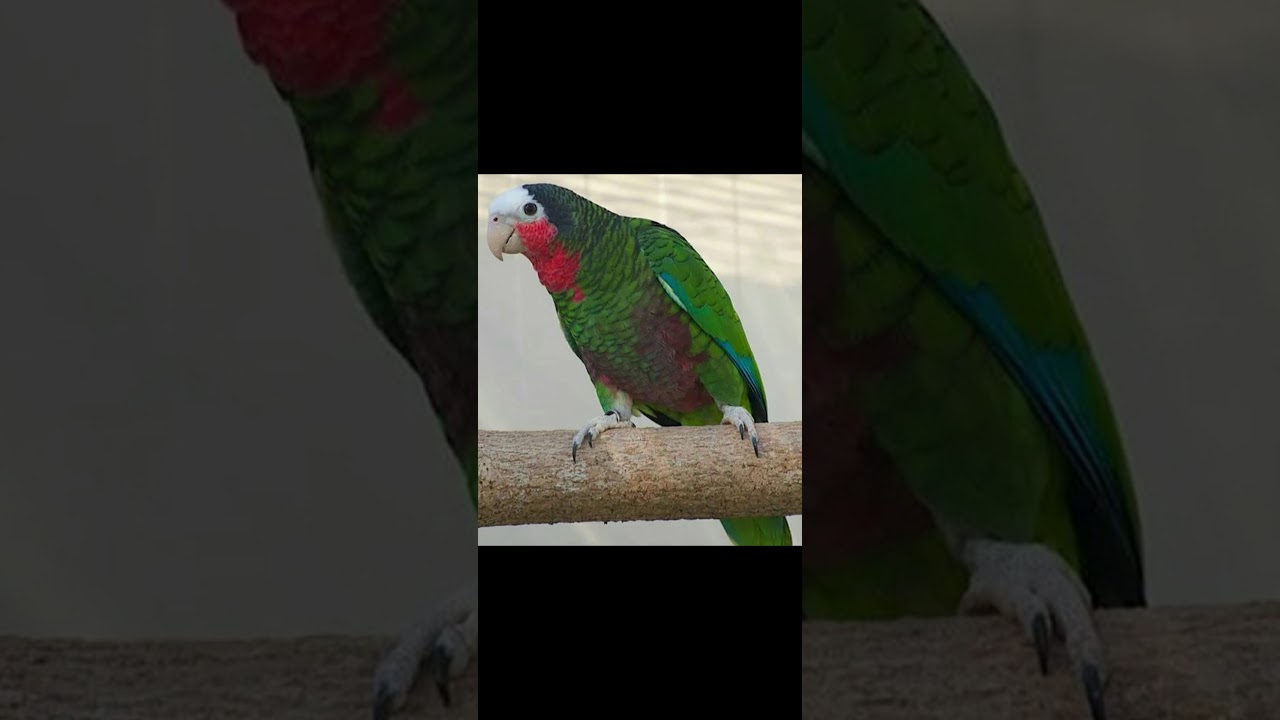 Кубинский амазон 🦜