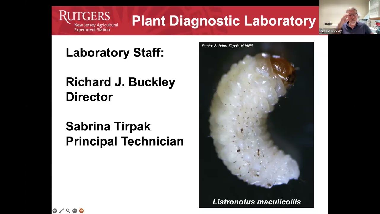 Вебинар IPM в питомнике Ратгерса, 12 августа 2025 г.