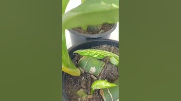 "How to Easily Propagate Aglaonema Plants: Step-by-Step Guide"