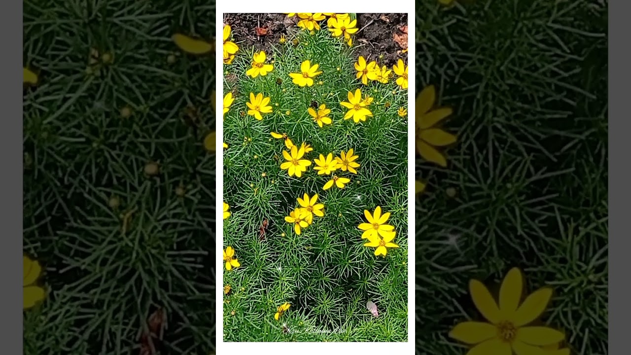 КОРЕОПСИС ~ COREOPSIS