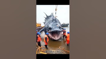 Most scariest sea creatures ☠️🥶#trollface #sea #seacreatures #edit #shorts #viralshorts #trending