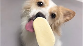 태어나서 처음 아이스크림을 먹어본 강아지 반응