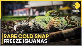 Cold Snap Hits South & Central Florida, Over 2,000 'frozen' Iguanas Handed to Authorities | WION