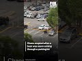 People take cover in cars as a bear runs through a parking lot in Tennessee
