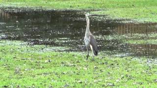 Heron takes flight - right near my house in Lititz PA.