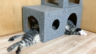 人慣れしない保護猫が油断してた