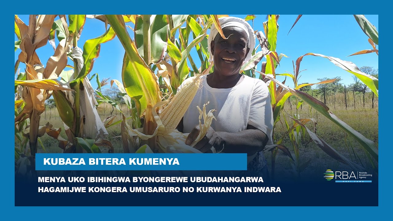 Menya uko ibihingwa byongerewe ubudahangarwa hagamijwe kongera umusaruro no kurwanya indwara