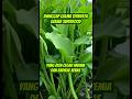 Di anggap gulma, ternyata superfood !! #shorts #superfood #sayuran