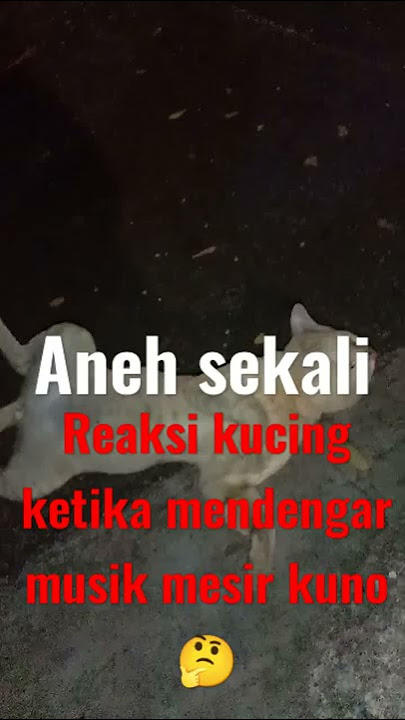 Viral..‼️Reaksi kucing ketika mendengar sound mesir kuno#poetrakelanafulltime#short