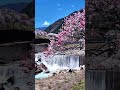 前 行った 楽しかった です. 📍花桃の里 - 長野県阿智村