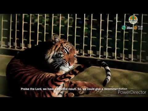 Pelepasliaran Harimau Putri Singgulung untuk yang kedua kalinya
