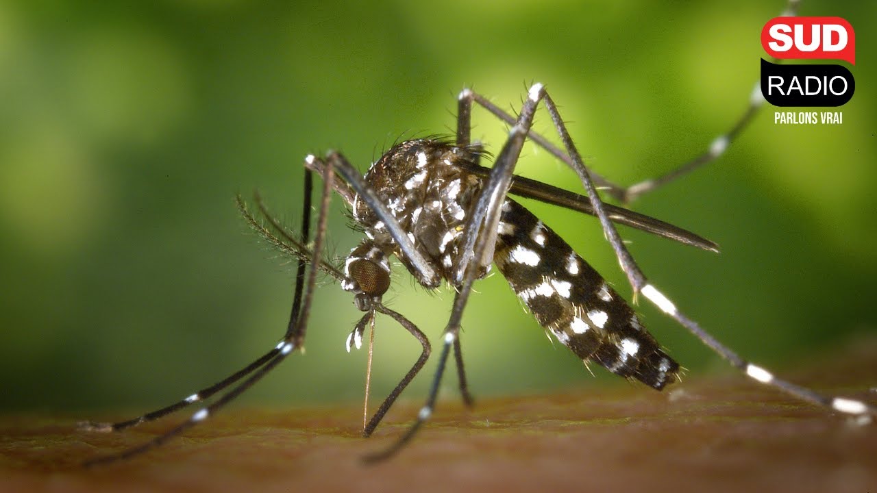 Moustique tigre : comment s'en protéger ?