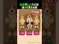 👀99％の人が数え間違える犬🐶 あなたは何匹見える？