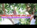 PANEN MANGGA MADU LANGSUNG PANJAT POHON, KETEMU SAHABAT2 SEKOLAH