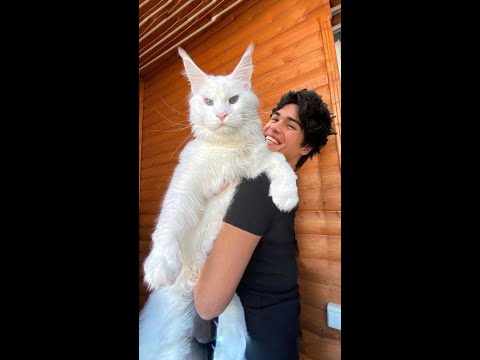 Video: Pet Scoop: Stowaway Cat Survives 3400-miilne reis, miks väiksed koerad elavad kauem