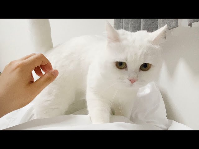 毎朝、モフ猫がお腹に乗ってきて困っています！