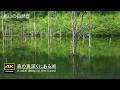 【HD ⇒４K 復活版】自然環境音 / 森の奥深くにある湖　自然湖と鳥のさえずり 春 / 秋の虫の声