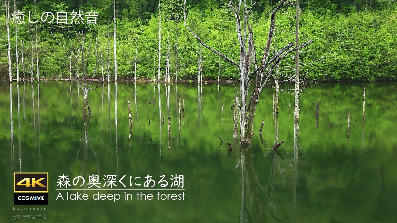 【HD ⇒４K 復活版】自然環境音 / 森の奥深くにある湖　自然湖と鳥のさえずり 春 / 秋の虫の声
