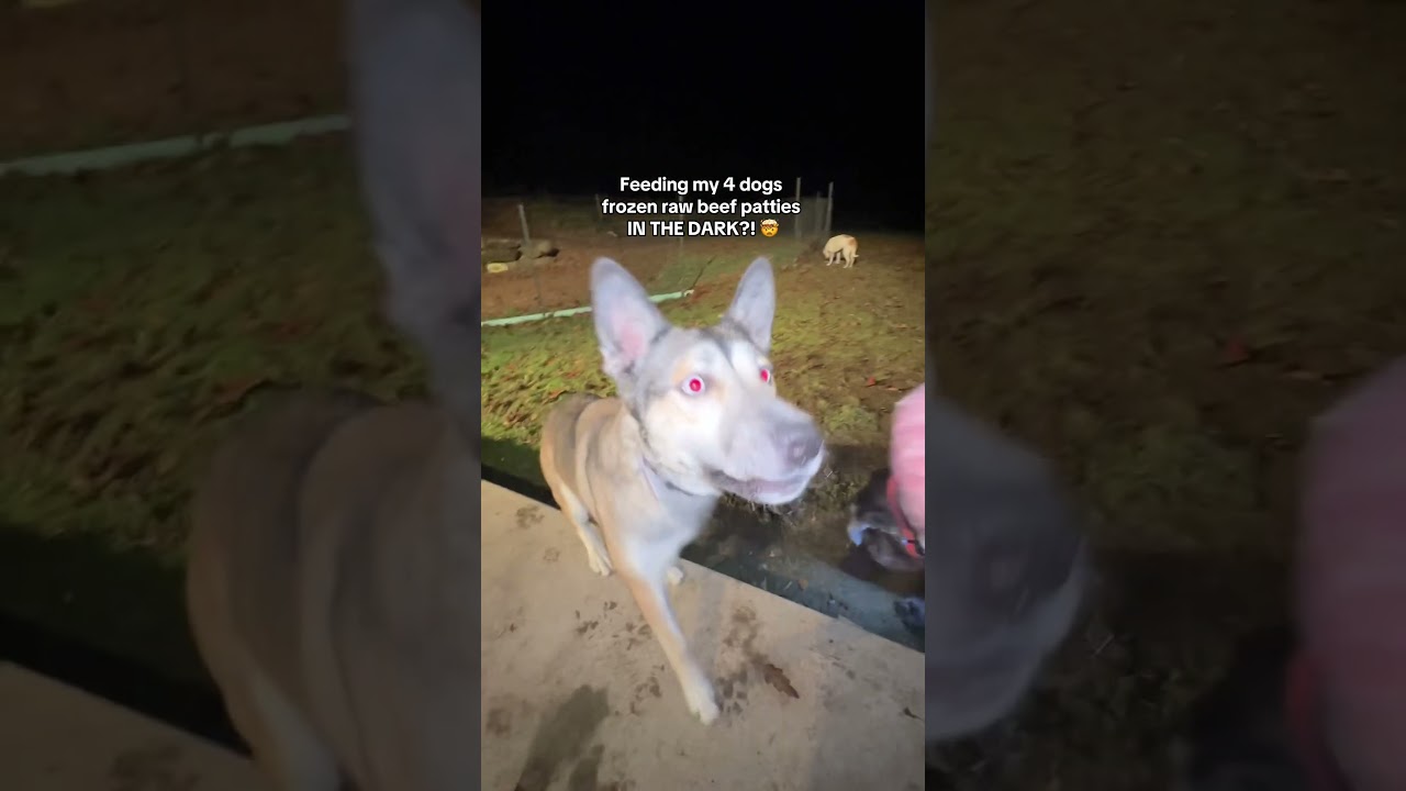 Feeding my 4 dogs frozen raw beef patties IN THE DARK?! 🤯 Darwin’s Pet Food | Raw diet for dogs 🥩