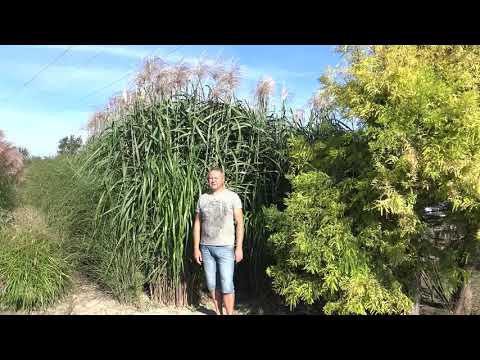 DAGLEZJA RYKI -