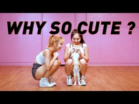 BLACKPINK WHISTLE 비하인드 (Why so cute CHEESE?)WAVEYA