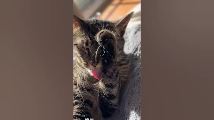 Video 7249621: kitten cats animals catlover, cats catlover kitten cute, kitten asian cats, animals adorable cats catlover, catlover black cats, cat cleaning kittens