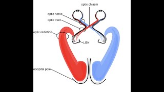 TRAILER - Joseph Ledoux: A Split Brain Creates Unusual Responses in the Brain Hemispheres.