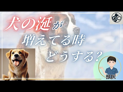 犬のよだれが止まらない！考えられる7つの原因とすぐにできる対処法