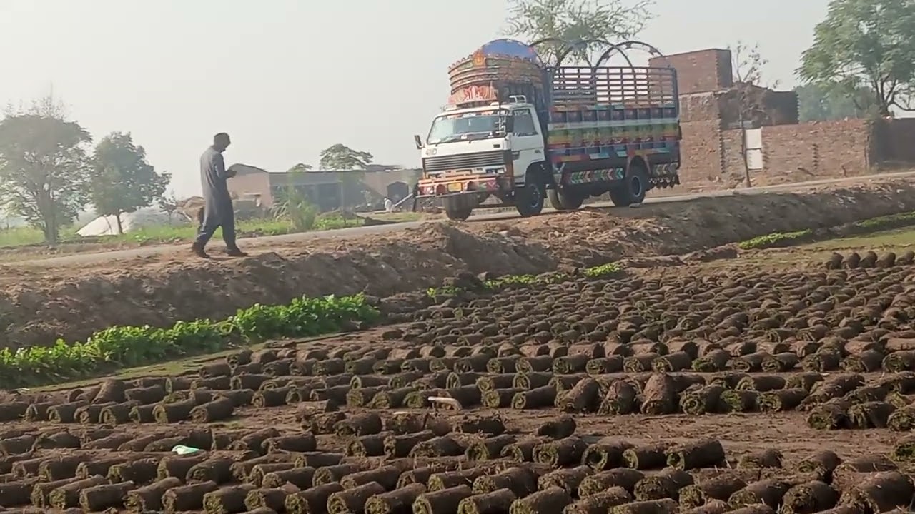 Korean Grass Cropping Video | Graden | Desigeners Vlog 