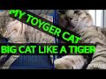 MY TOYGER CAT の動画、YouTube動画。