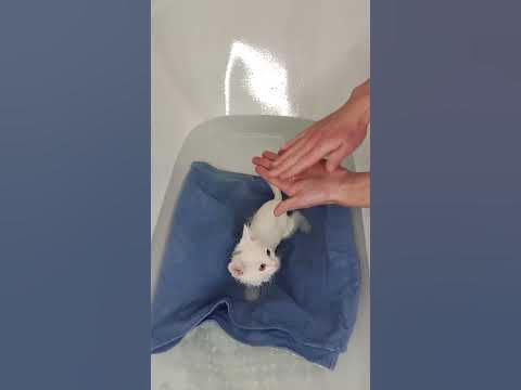 как помыть кота кошку или котенка - YouTube